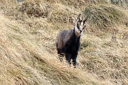 87 Piccolo di stambecco, ancora senza corna visibili